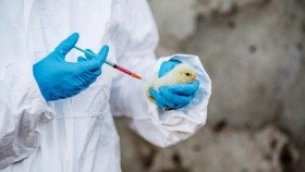 Бразилия получит серьёзную поддержку на борьбу с гриппом птиц